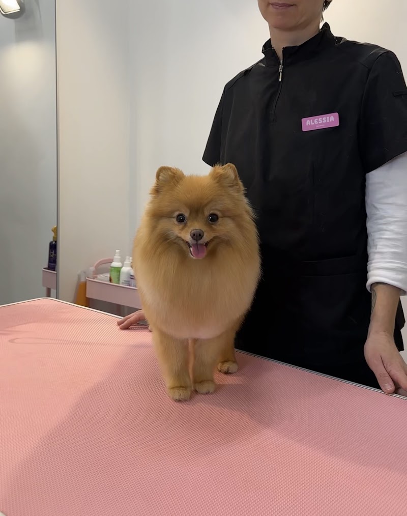Hundesalon Chica Groom