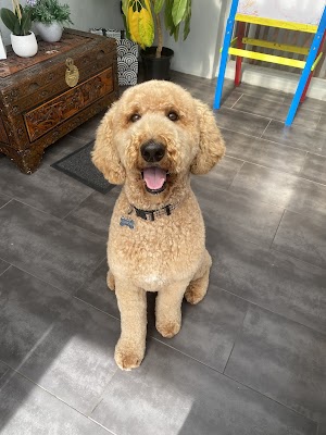 Dog grooming salon Precious