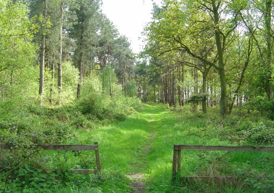 Allerthorpe Common Nature Reserve