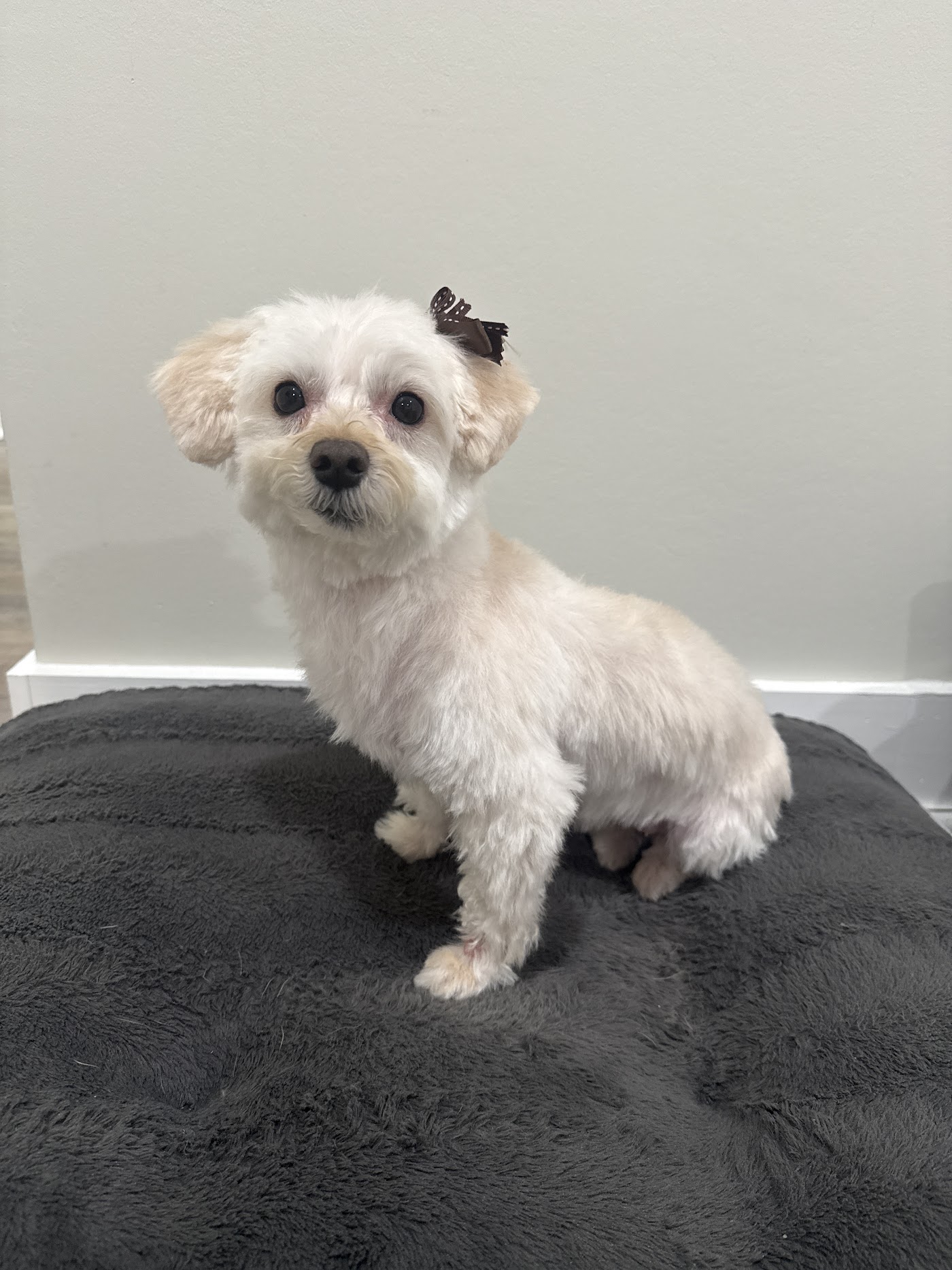 Fuzzy Feet Pet Salon photo 2