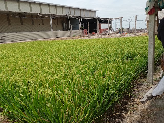 SJK(T) LADANG SABAK BERNAM photo 3