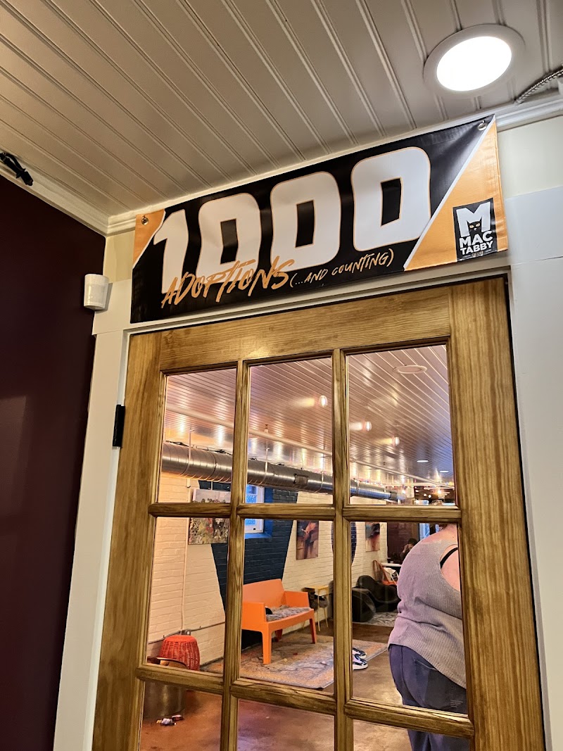 Mac Tabby Cat Cafe - Concord