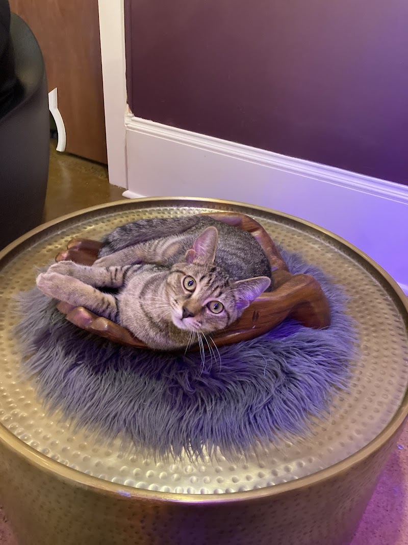 Mac Tabby Cat Cafe - Concord photo 2