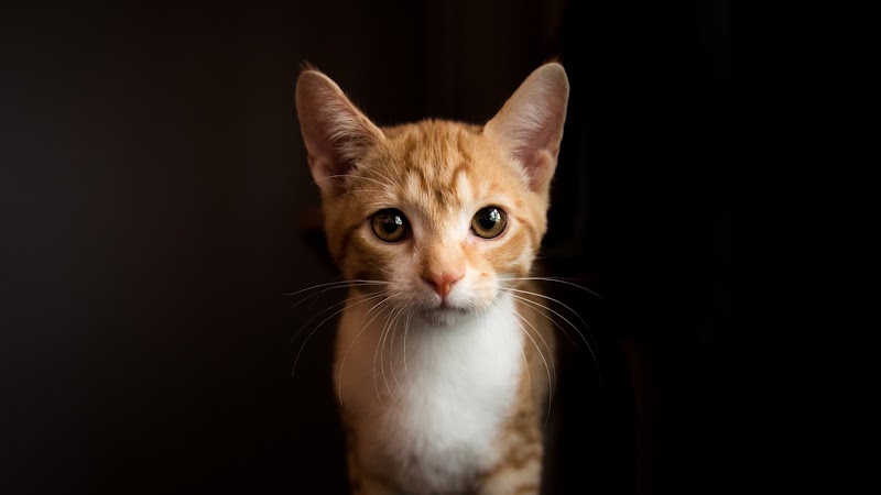 Mac Tabby Cat Cafe - Concord photo 3
