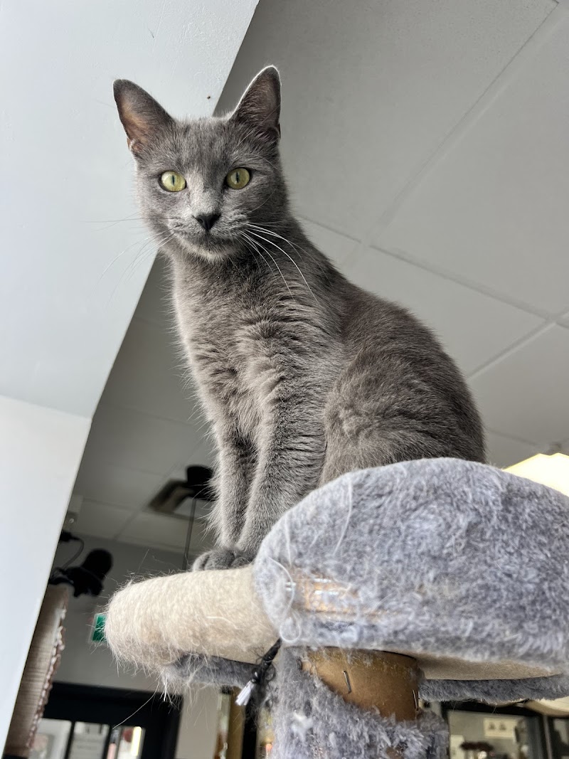 Alley Cat Cat Cafe photo 4