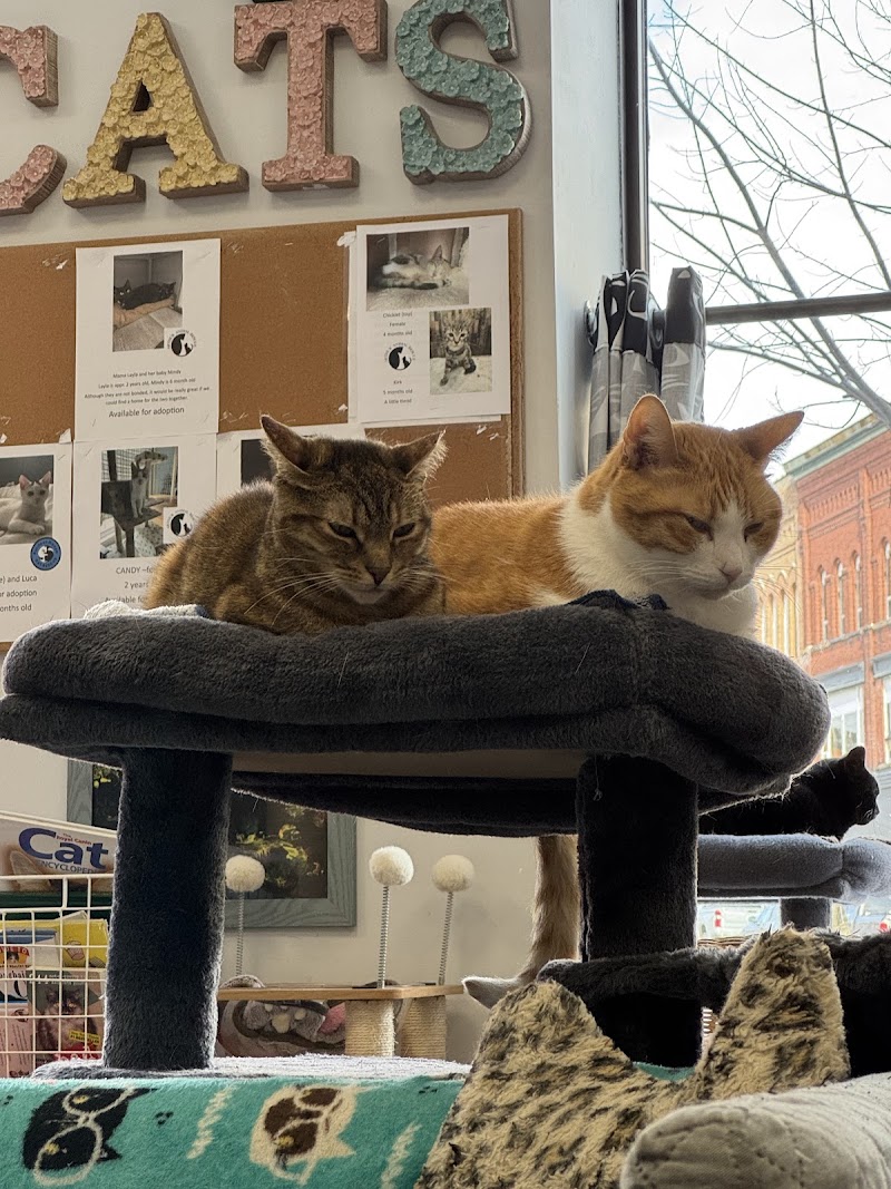 Alley Cat Cat Cafe photo 3