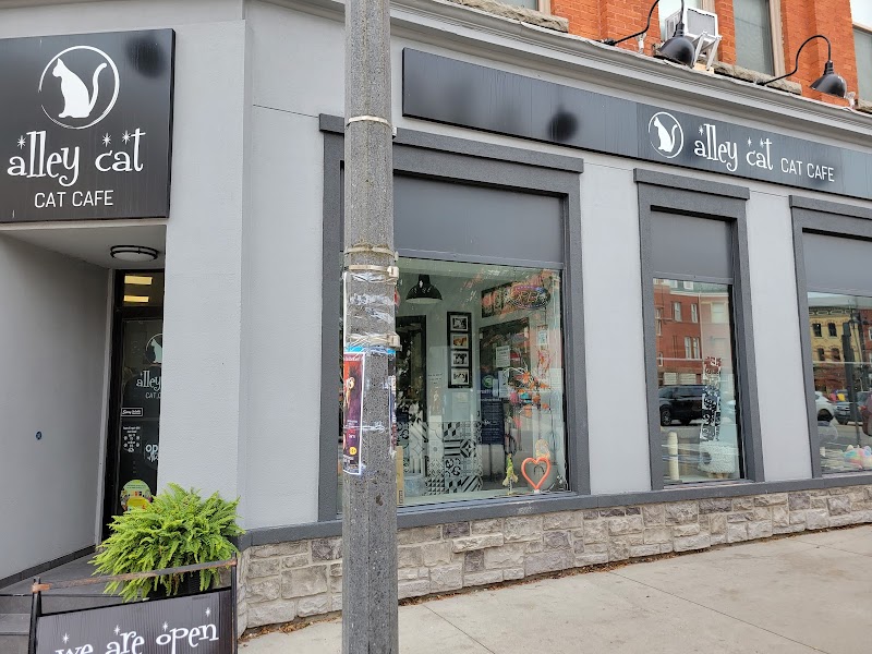 Alley Cat Cat Cafe photo 1