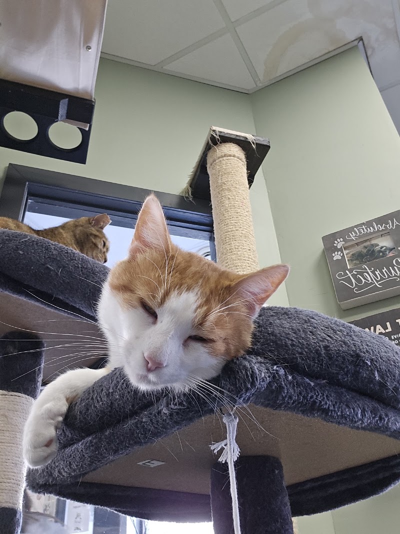 Alley Cat Cat Cafe photo 4