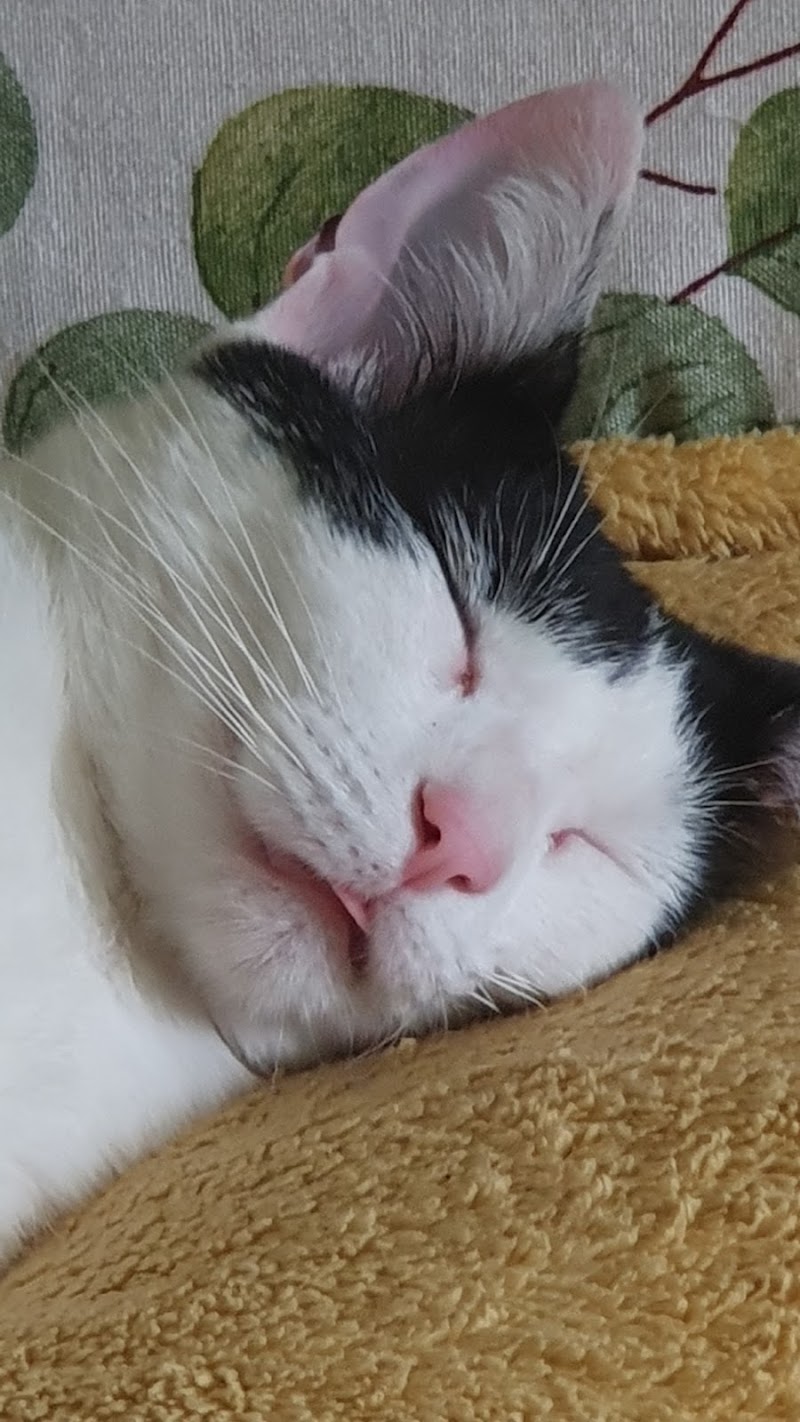 CLINICA VETERINARIA MONFORTE photo 2