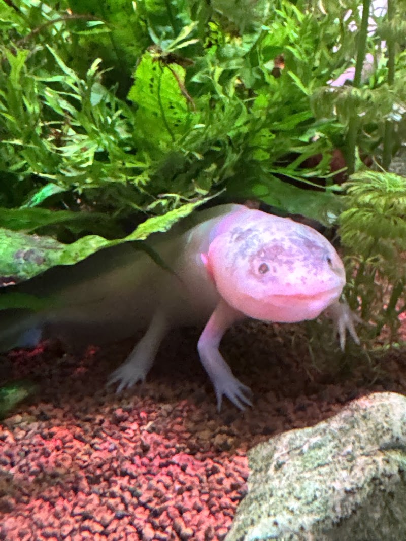 CLINICA VETERINARIA MONFORTE photo 4