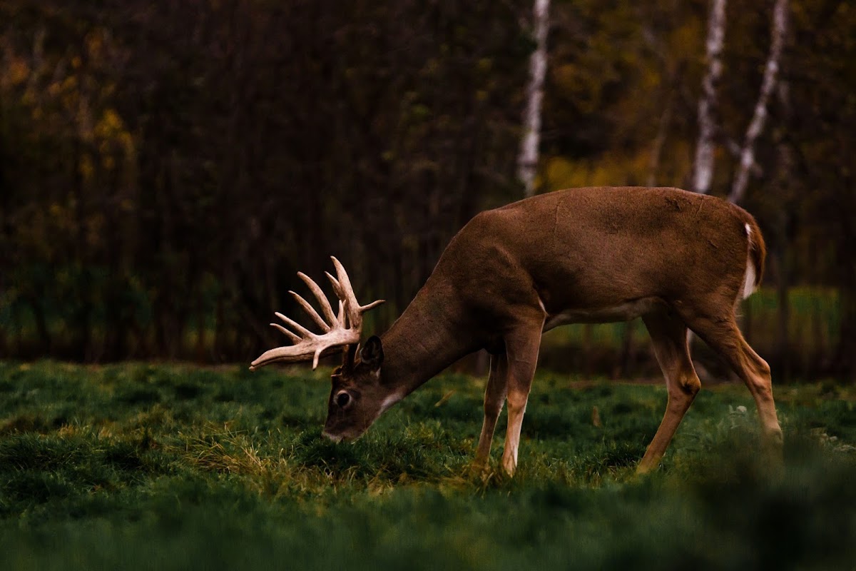 Long Lake Outfitters