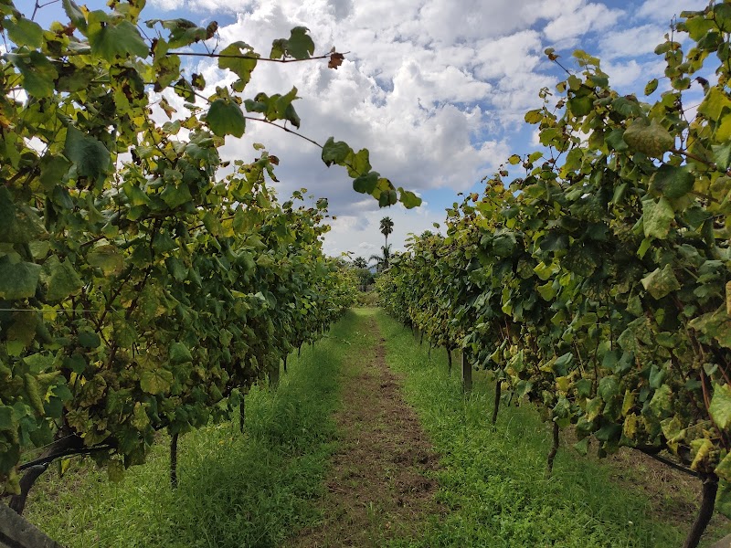 Bodega Adega Eidos photo 3