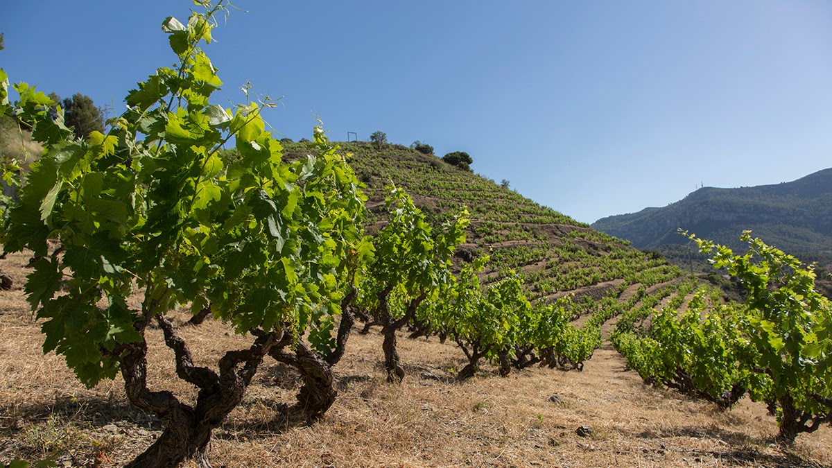 Vinícola del Priorat