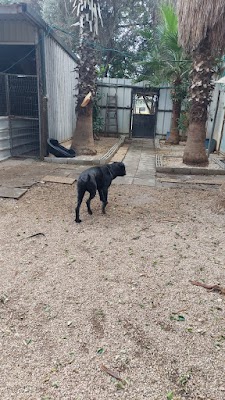 פנסיון לכלבים