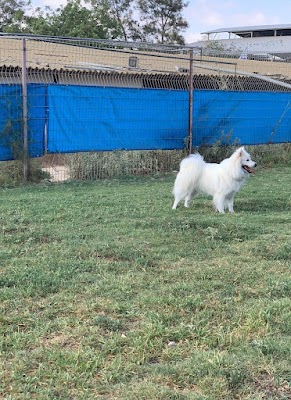 חייך כלב - פנסיון כלבים