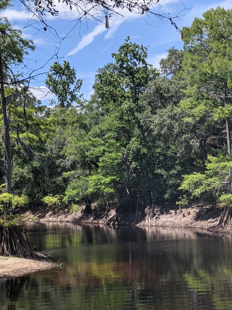 Green Swamp Wildlife Management Area - Cumpressco Unit - Photo 1