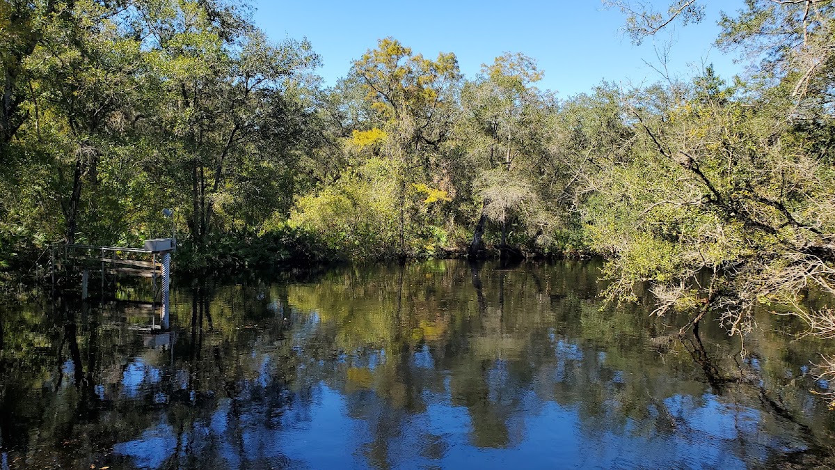 Green Swamp Wildlife Management Area - Cumpressco Unit