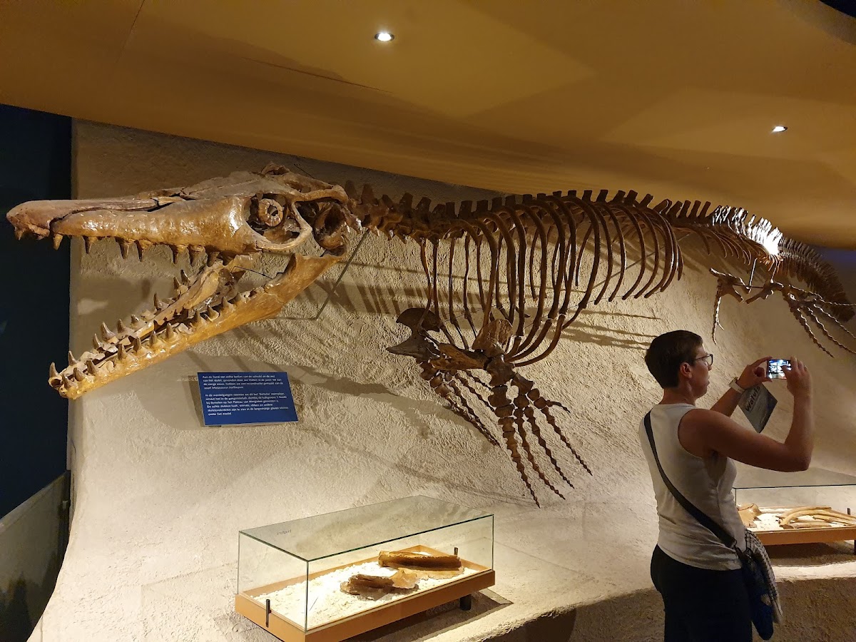 Natural History Museum of Maastricht