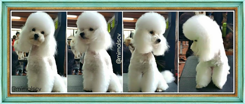 Mima'ls Perruqueria Canina y Clínica Veterinària