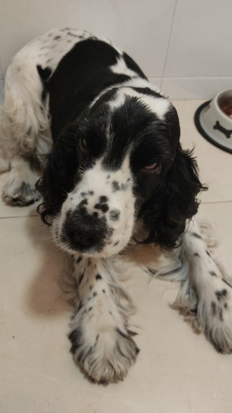 Clínica Veterinaria El Molinar