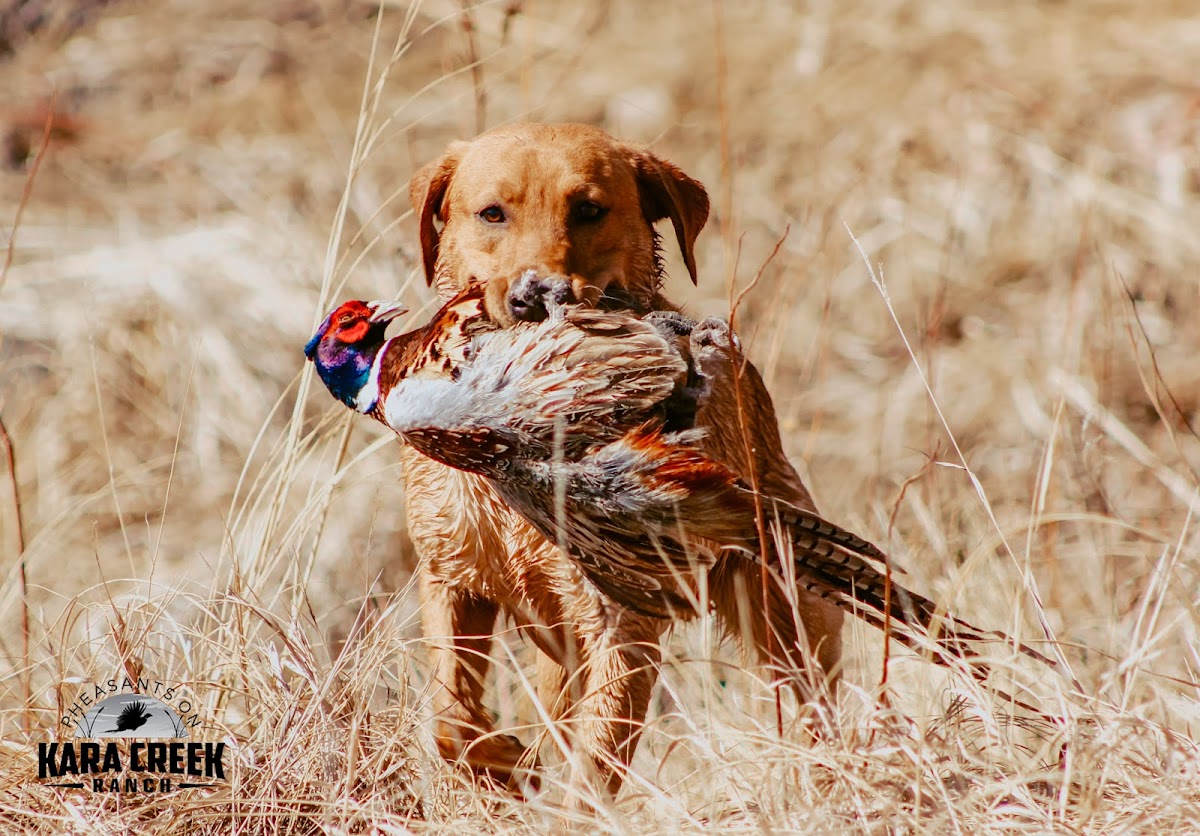 Pheasants on Kara Creek Ranch
