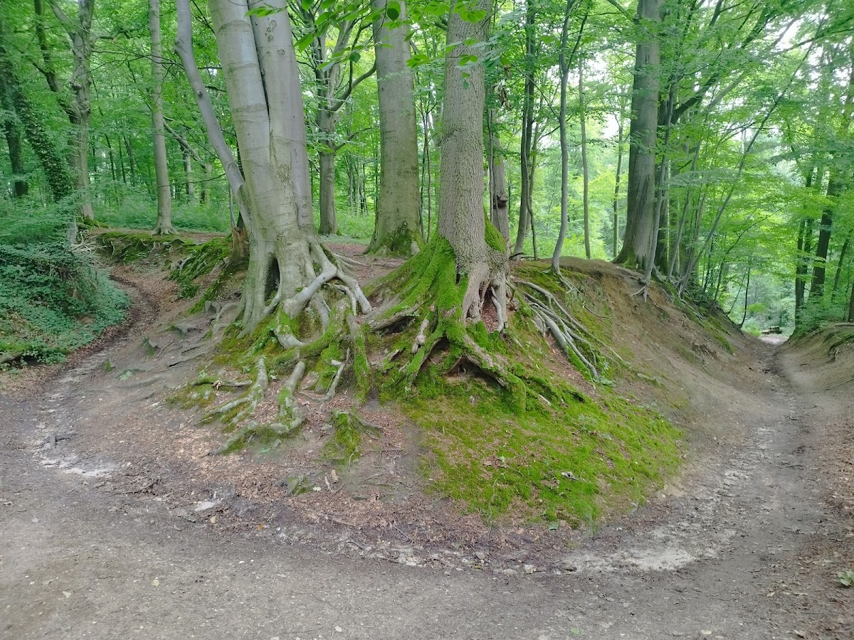 Stammenderbos