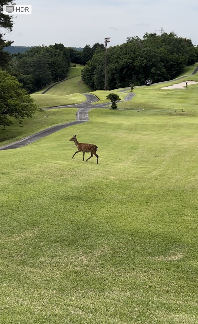Green Highland Country Club - Photo 8