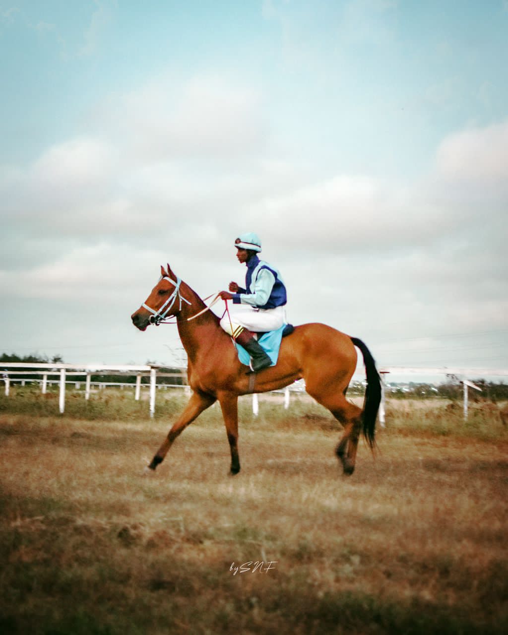 5_Star Horse Rentals