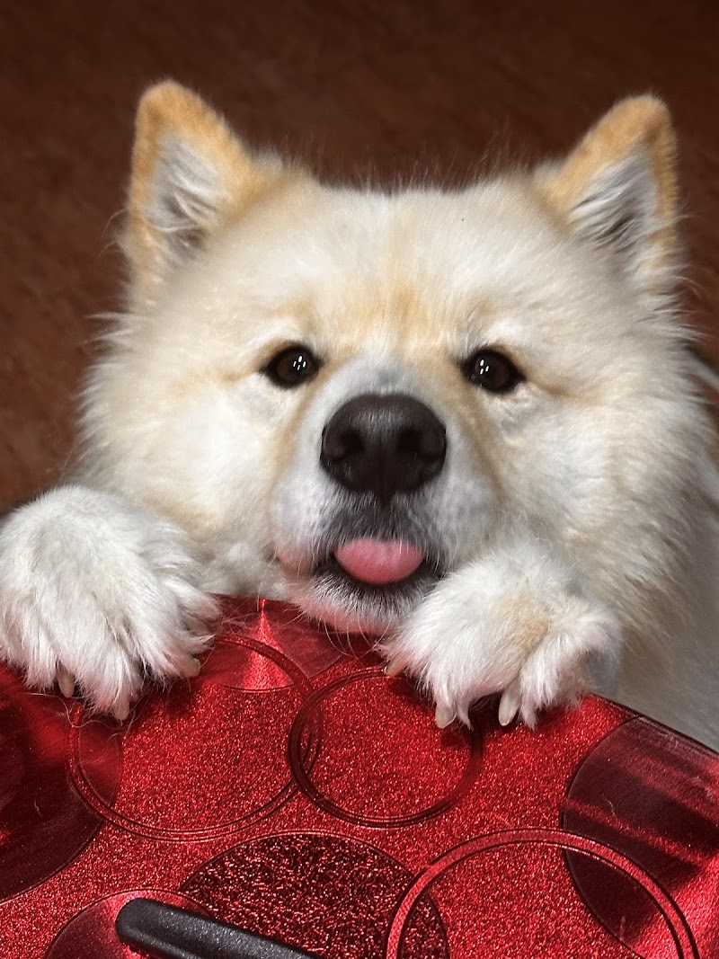 Centros Veterinarios Gessa Animal