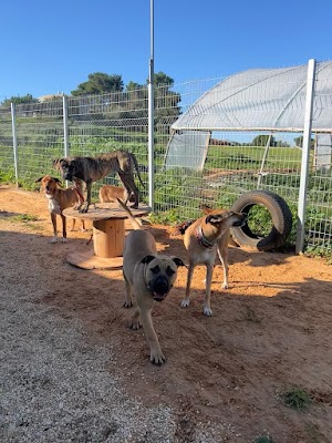 ממלכת הכלבים - מאלף ויטלי מאש