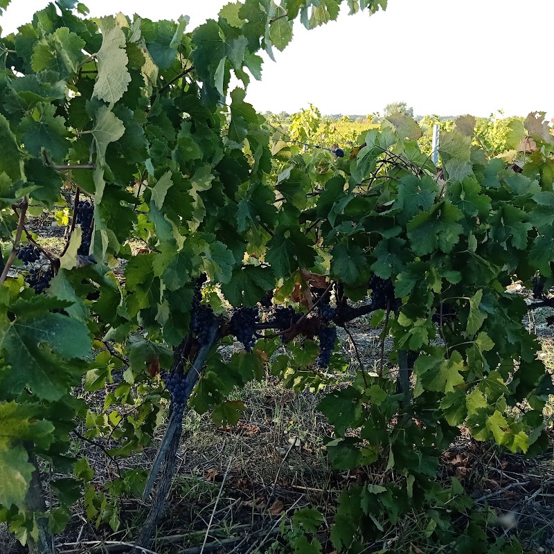 Quinta do Carvalhinho