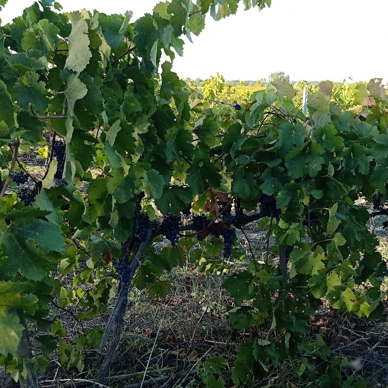 Quinta do Carvalhinho