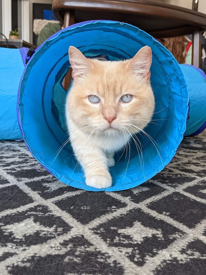 The Pawffee Shop Cat Cafe photo 3