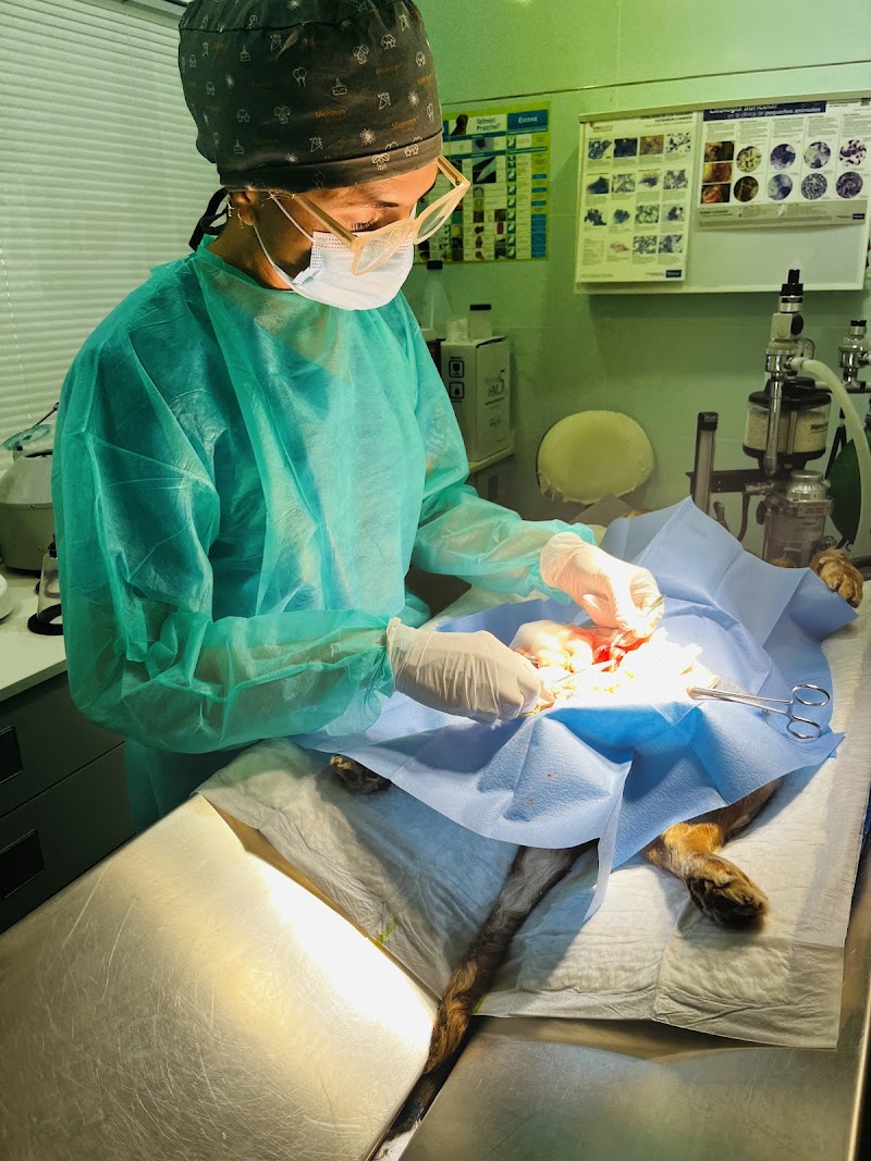 Clínica Veterinaria Cuatro Patas