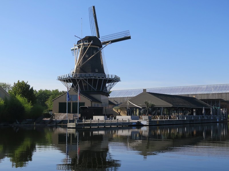 Heesterboom monumentale boom