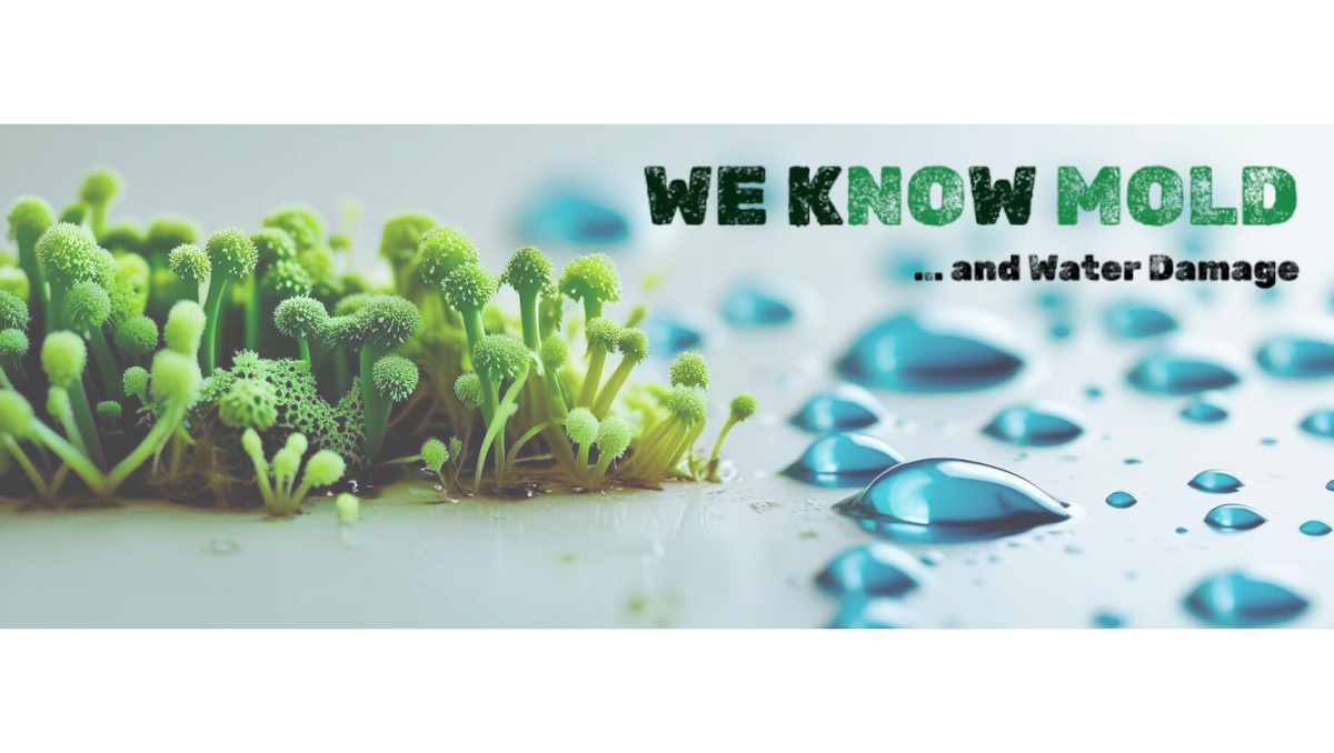 Water Damage Restoration | We Know Mold — photo