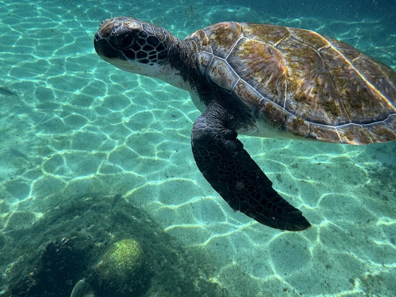 Cayman Turtle Centre photo 3