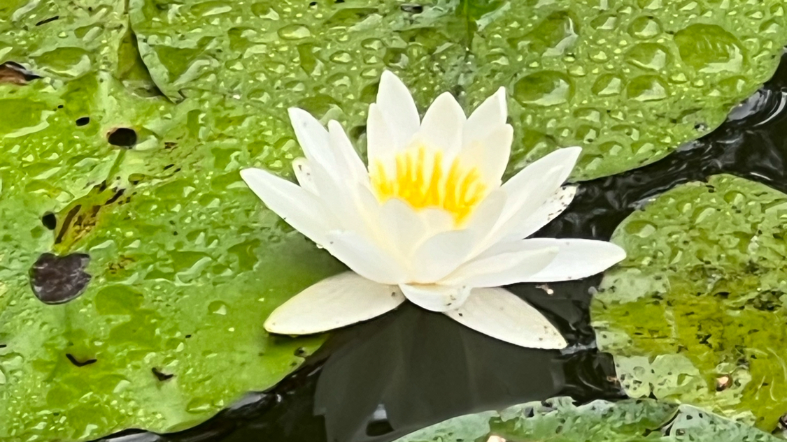 OSHO Meditation Centre Toronto