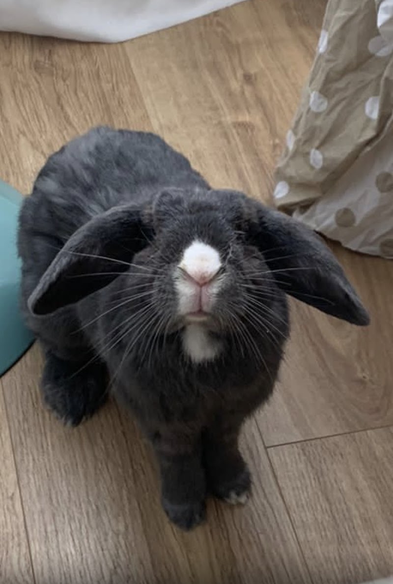 Clínica Veterinaria Els Altres