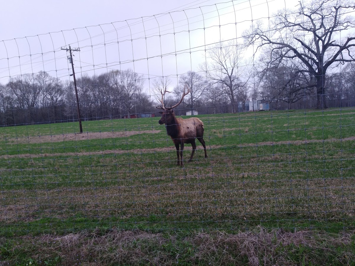 Double C Deer Ranch