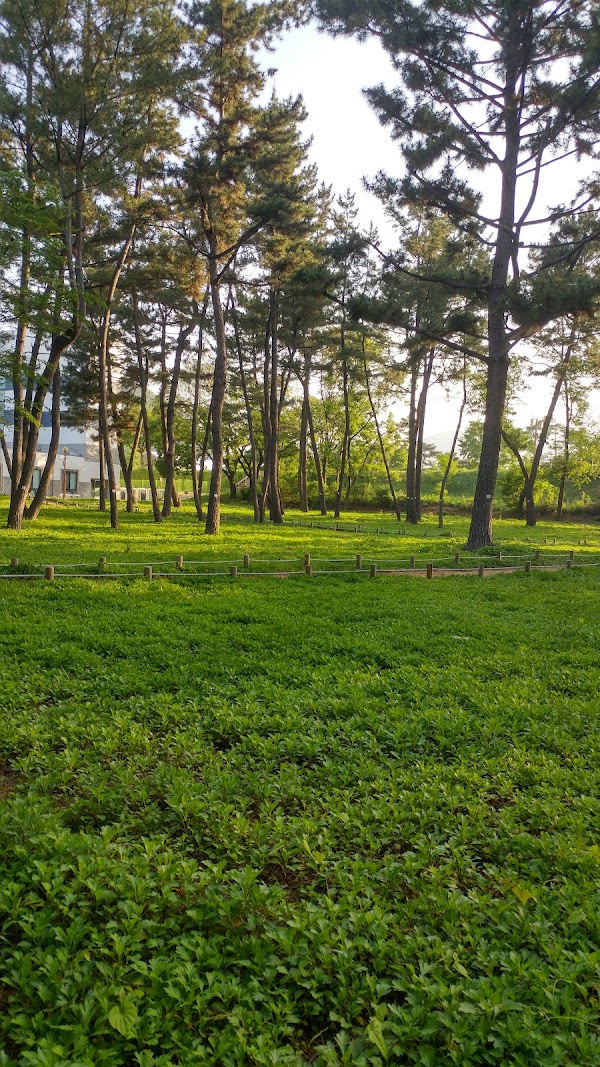 Cherry Blossom 🌸 44