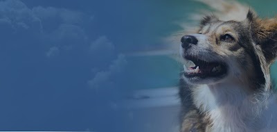 Animal Eye Center