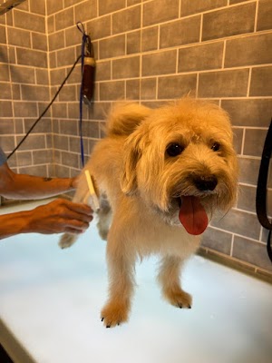 عيادة ليتل بت البيطرية