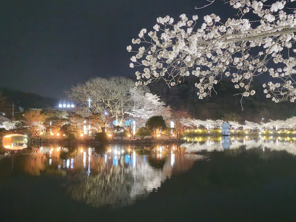 Secret Cherry Blossom Spots in Korea and Japan 13