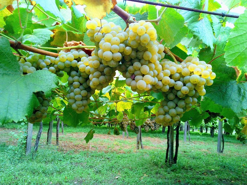 Bodegas Pastora Besada/Casal de Flores photo 1