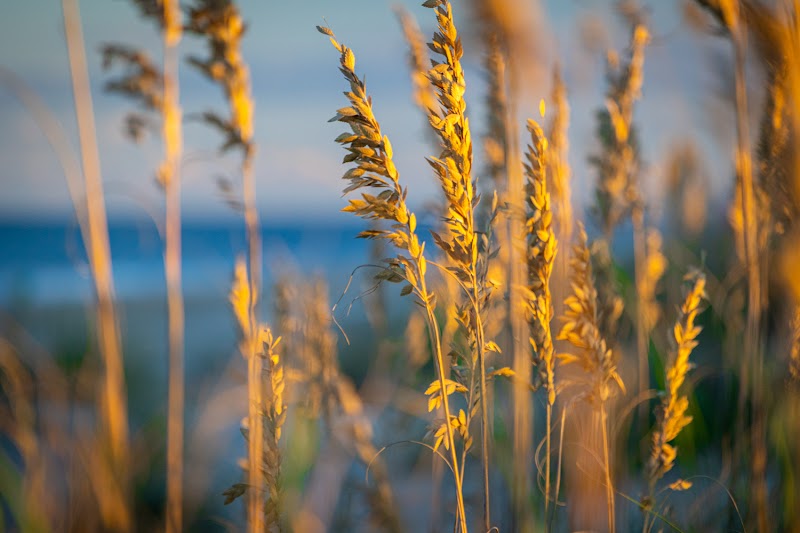 Shore Coffee Roasters photo 3