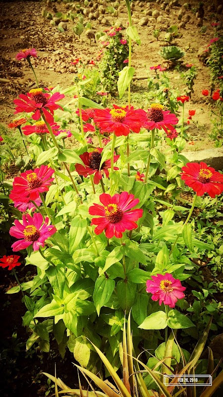 Osho Tathagat Meditation Center