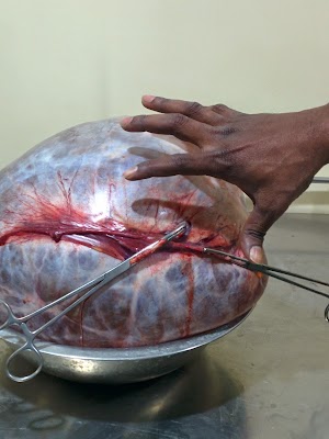 Dr Manju - Image 3