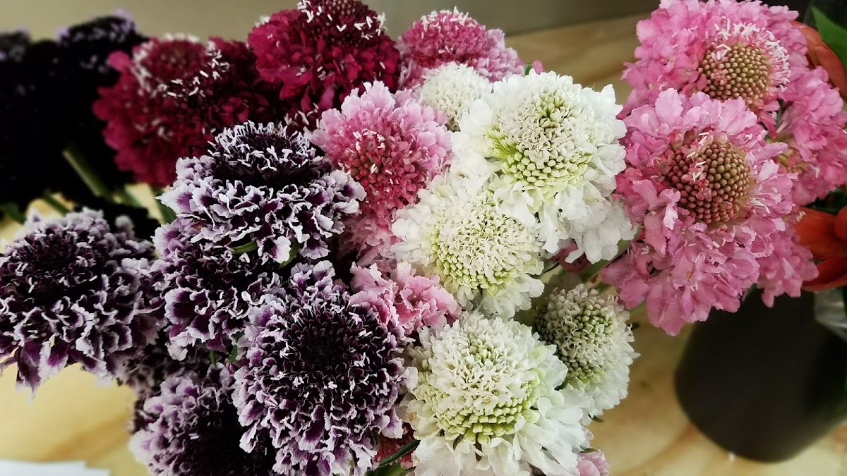 Dreisbach Wholesale Florists: Google Places image 4