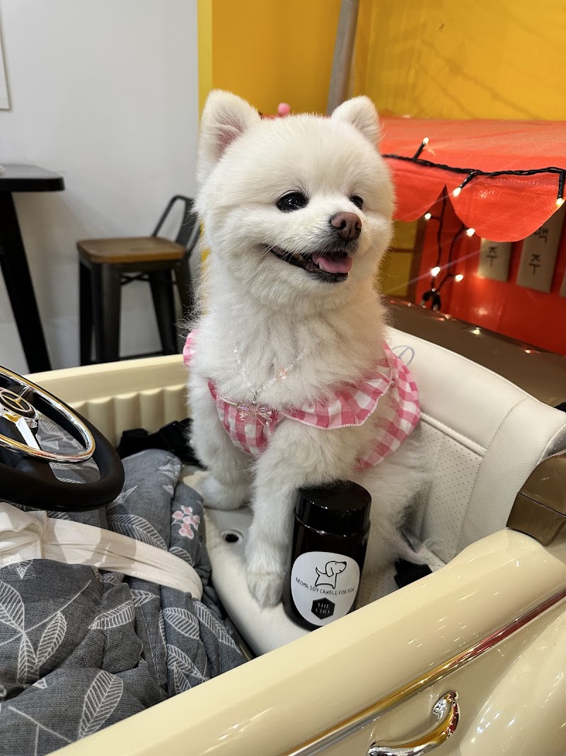 킨더독 사진 4